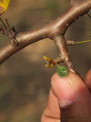 Commiphora berryi
