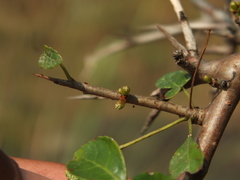Commiphora berryi