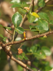 Commiphora berryi