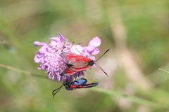 Zygaena purpuralis