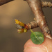 Commiphora berryi - Photo (c) Siddarth Machado, some rights reserved (CC BY), uploaded by Siddarth Machado