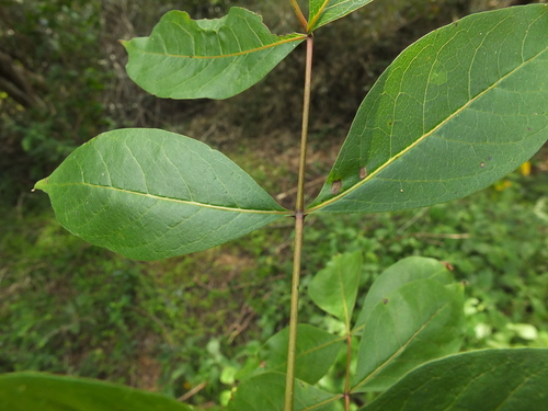 Image of Commiphora caudata by (c) Siddarth Machado, some rights reserved (CC BY)