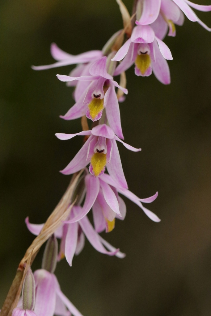 Pink Thicklip Orchid