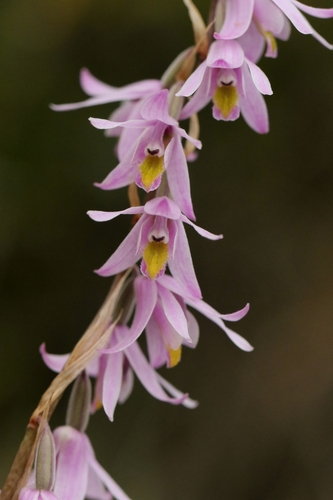 Image of Pachystoma pubescens by no rights reserved
