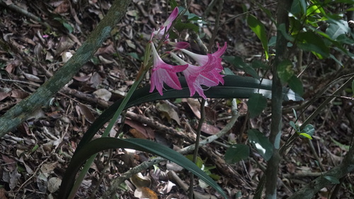 Hippeastrum reticulatum