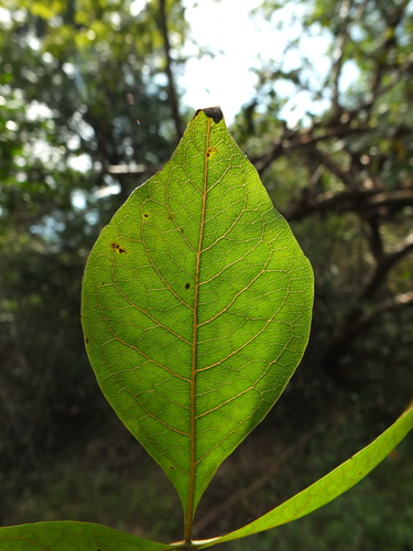Image of Commiphora caudata by (c) Siddarth Machado, some rights reserved (CC BY)