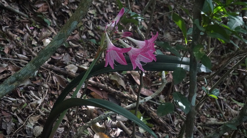 Hippeastrum reticulatum