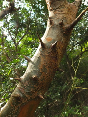 Commiphora caudata