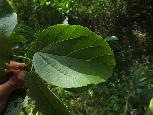 Assyrian Plum