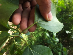 Cordia domestica