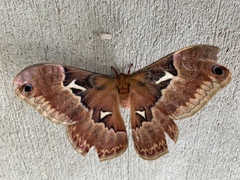 Callosamia angulifera