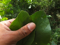 Cordia domestica