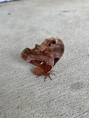 Callosamia angulifera