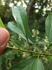 Croton klotzschianus