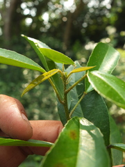 Croton klotzschianus