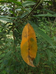 Croton klotzschianus