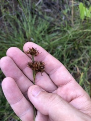 Rhynchospora ciliaris