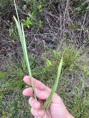 Rhynchospora ciliaris