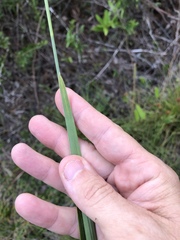 Rhynchospora ciliaris