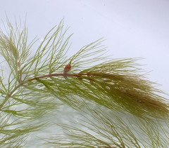 Ceratophyllum echinatum