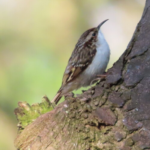 Agateador euroasiático (Certhia familiaris)