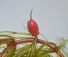 Ceratophyllum echinatum