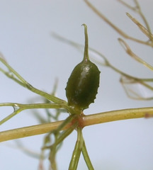 Ceratophyllum echinatum