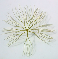 Ceratophyllum echinatum