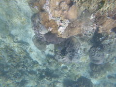 Chaetodon meyeri