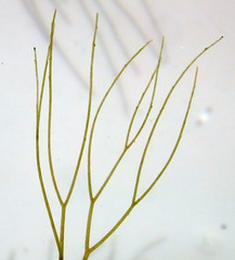 Ceratophyllum echinatum