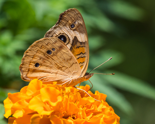 Common Buckeye, photo 3 of 10