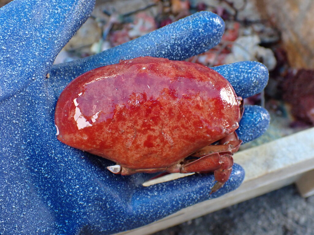 Red Reef Crab