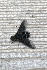 Hemipenthes velutina