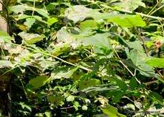 Phylloscopus xanthoschistos