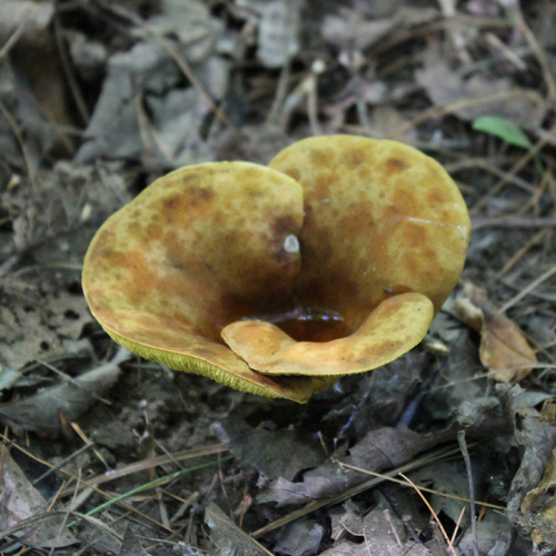 ash-tree bolete