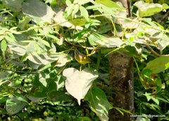 Phylloscopus xanthoschistos