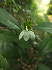 Ecbolium ligustrinum