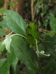 Ecbolium ligustrinum