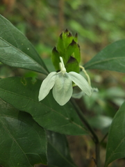 Ecbolium ligustrinum