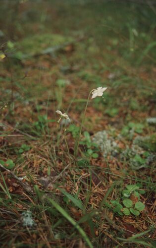Moneses uniflora iNat (1)