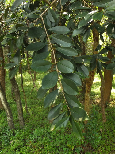 Eugenia calcadensis