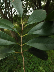 Eugenia calcadensis