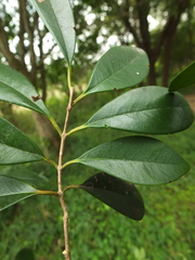 Eugenia calcadensis