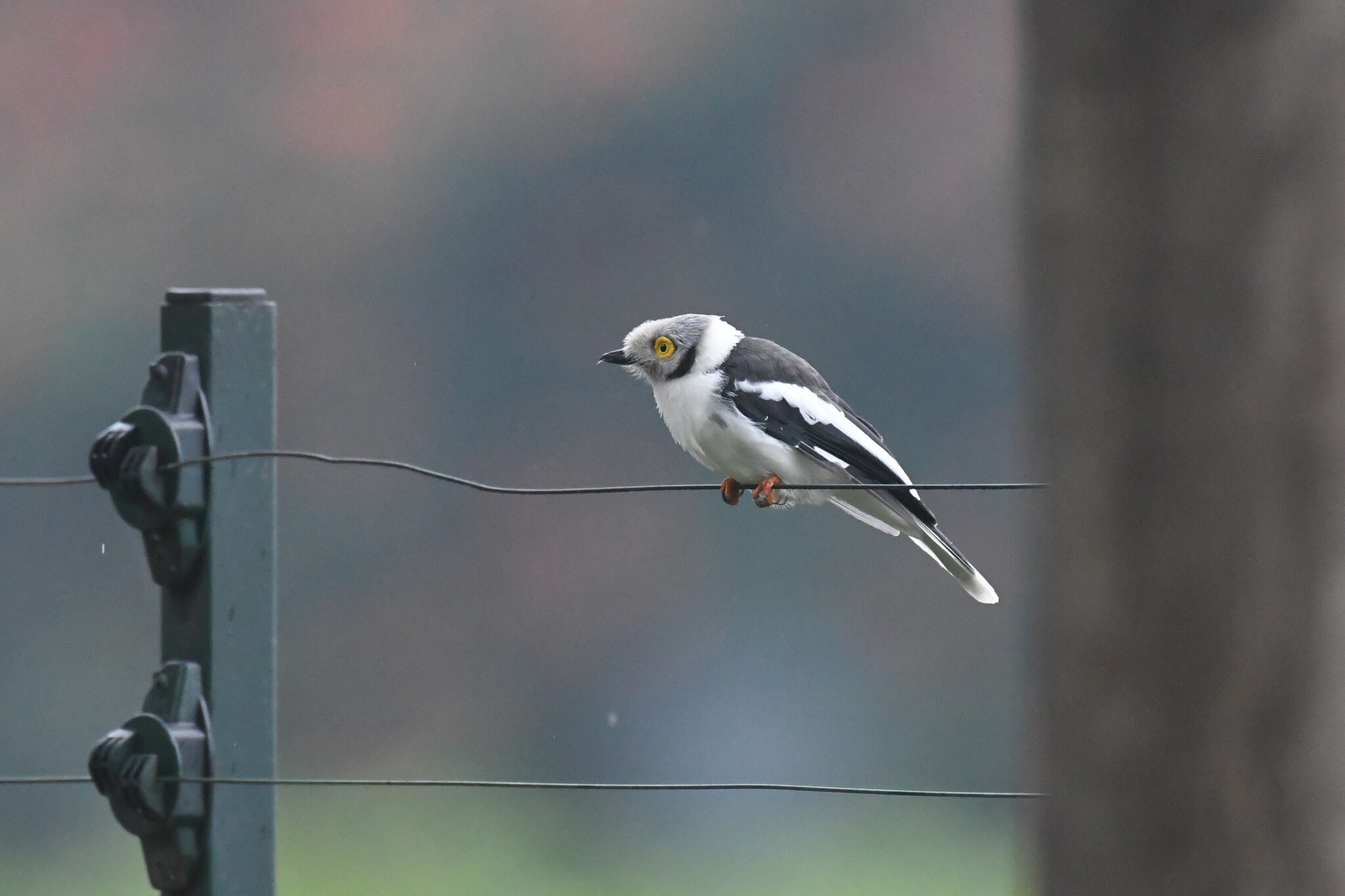 White-crested Helmetshrike illustration
