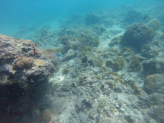 Acanthurus leucosternon