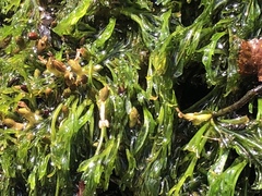 Podostemum ceratophyllum