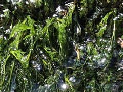 Podostemum ceratophyllum