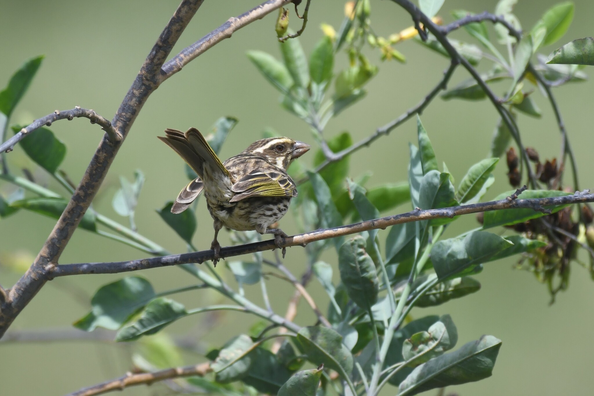 Streaky Seedeater illustration