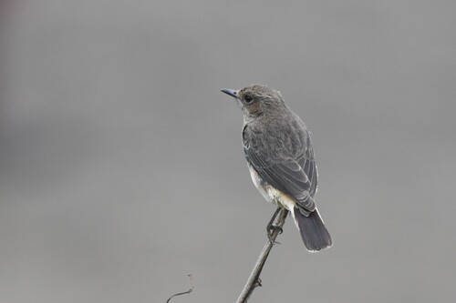 Abyssinian Wheatear (Oenanthe lugubris), photo 6