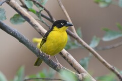 Baglafecht Weaver photo 4
